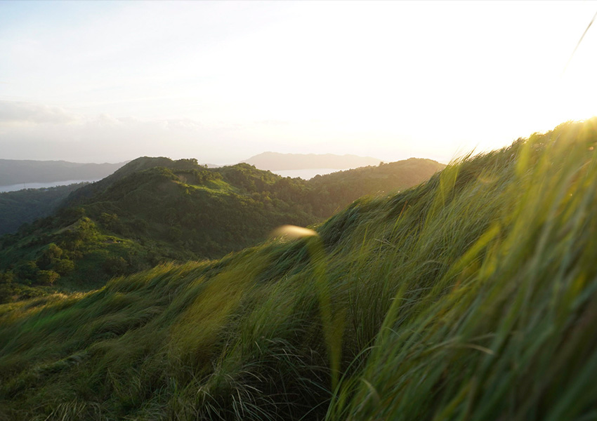 Grüne Landschaft in Bewegung als Symbol für persönliche Entwicklung und Klarheit im Coaching-Prozess